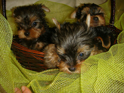 Outstanding teacup yorkie puppies for free adoption